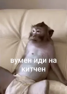 🌟 вумен иди на китчен ลิง, ข้อความ, รัสเซีย, มีม, สัตว์, ตลก whatsapp sticker