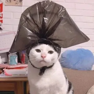 🪐 cat, animal, trash bag, pet, funny, cute, hat telegram sticker