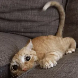 ⚡️ gato, gato atigrado naranja, mascota, animal, animal doméstico, gatito, divertido, lindo telegram sticker