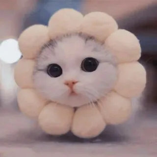 😽 gato, gatinho, fofo, flor, animal, animal de estimação, adorável telegram sticker