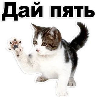 😊 Дай пять gato, toca aqui, gatinho, animal fofo, animal de estimação whatsapp sticker