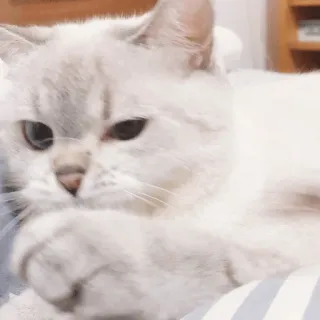 😔 gato, animal, gato blanco, mascota, lindo, animal doméstico whatsapp sticker