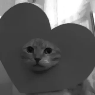 🐈‍⬛️ кот, сердце, животное, питомец, милый, смешной, мем telegram sticker