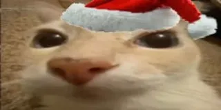 🧑‍🎄 Katze, Weihnachtsmütze, Weihnachten, Haustier, Tier, festlich telegram sticker