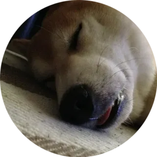 💤 犬, 睡眠, 動物, ペット, かわいい, 家畜 telegram sticker