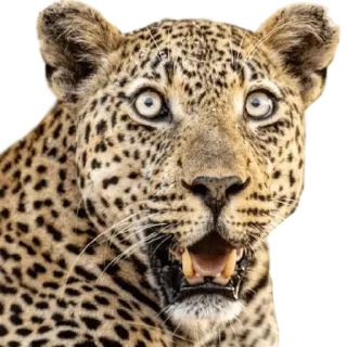 😮 báo đốm, động vật, động vật hoang dã, mèo, động vật có vú, đốm telegram sticker