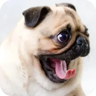 😱 telegram sticker