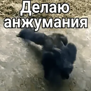 🏋️‍♂️ Делаю анжумания gorila, animais, meme, engraçado, Anjumania telegram sticker