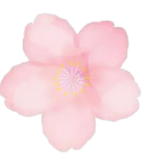 🌸 cherry blossom, flower, pink, nature, spring, floral whatsapp sticker