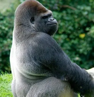 😏 Gorilla, Animale, Mammifero, Fauna selvatica, Primate telegram sticker