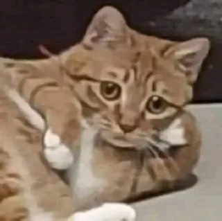 🤨 chat, animal, animal de compagnie, mignon, domestique, félin telegram sticker