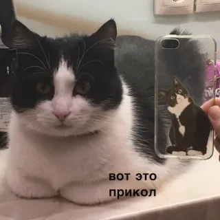 котеки @avekovalenko telegram stickers