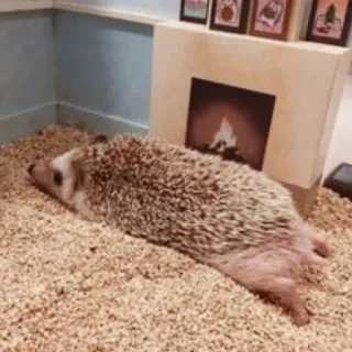 🦔 riccio, animale, carino, dormire whatsapp sticker