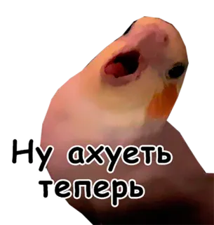 ✌ Ну ахуеть теперь pássaro, calopsita, ofensivo, russo, adesivo, papagaio telegram sticker