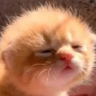 💓 gattino, gatto, animale, carino, animale domestico, felino telegram sticker