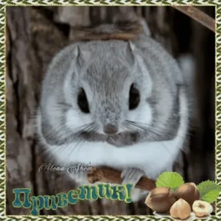 👋 Приветик! esquilo, animal, fofo, nozes, saudação telegram sticker