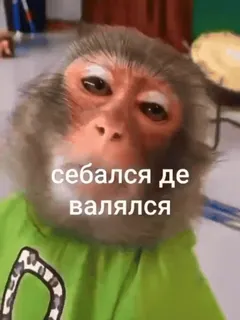 😑 себался де валялся ลิง, สัตว์, มีม whatsapp sticker