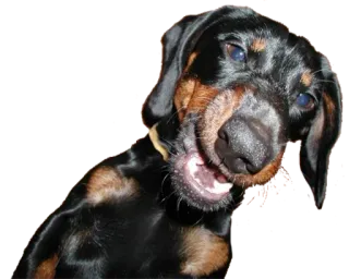 😝 собака, питомец, животное, милый, такса whatsapp sticker