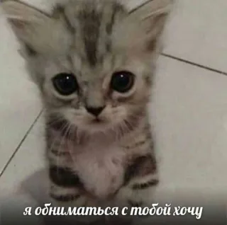 🤍 я обниматься с тобой хочу gatinho, fofo, gato, meme, animal, animal de estimação telegram sticker