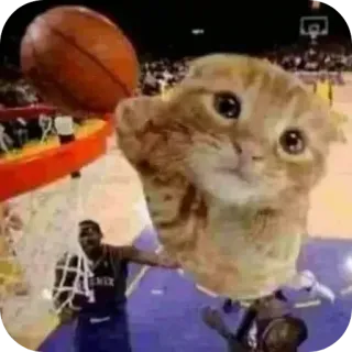 😼 cat, basketball, sports, humor, animal, funny telegram sticker