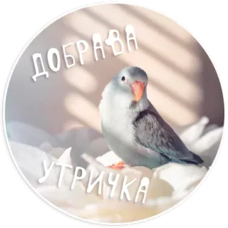 Папуг лов telegram stickers