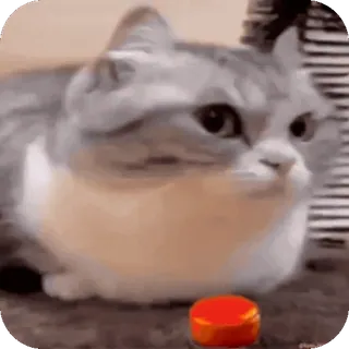 💥 gatto, meme, bottone telegram sticker