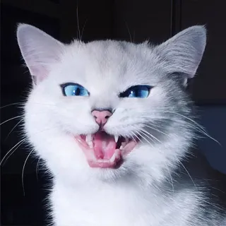 😼 gato, gato branco, olhos azuis, animal, mamífero, felino, animal de estimação, agressivo telegram sticker