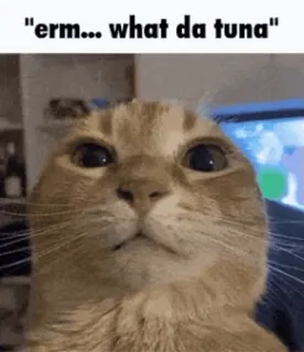 π€¨ erm... what da tuna cat, meme, animal, humor, funny, pet telegram sticker
