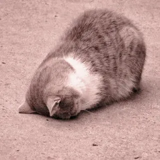 🐈 Katze, Tier, Haustier, schlafend, Katzenartig whatsapp sticker