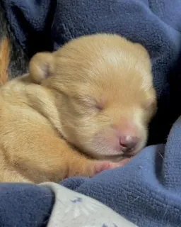 😴 puppy, dog, sleeping, newborn, animal, cute telegram sticker