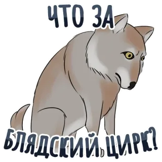 😒 ЧТО ЗА БЛЯДСКИЙ ЦИРК? волк, животное, цирк, оскорбительный, русский telegram sticker