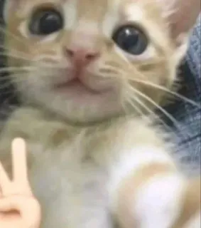 ✌ chaton, chat, signe de paix, animal, mignon telegram sticker