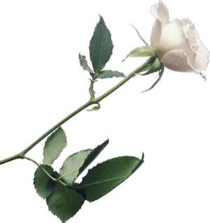 🌺 Rose, Blume, Weiß, Pflanze, Natur, Blumenmuster whatsapp sticker
