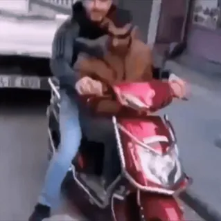 🛵 scooter, moto, hommes, conduite, transport, rue telegram sticker