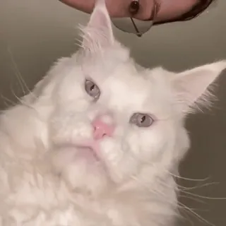 🤔 mèo, mèo trắng, maine coon, thú cưng, động vật, dễ thương, vật nuôi telegram sticker