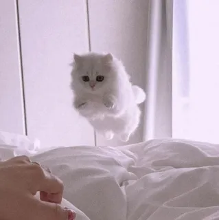 🍡 chat, chaton, chat blanc, mignon, saut, doux, animal de compagnie, animal whatsapp sticker