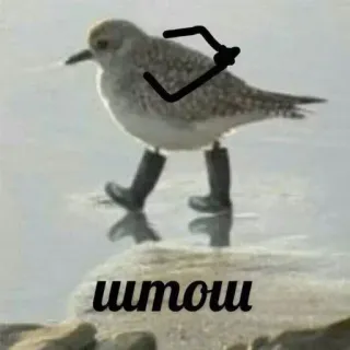 👏 штош telegram sticker