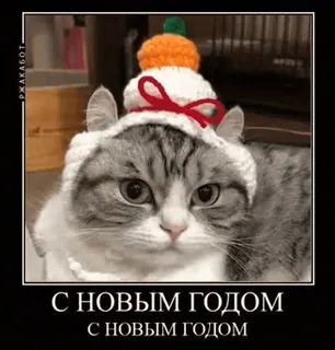 🌟 С НОВЫМ ГОДОМ
С НОВЫМ ГОДОМ cat, new year, russian, winter, holiday telegram sticker