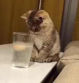 😓 子猫, 猫, 水, 飲む, かわいい, 動物 whatsapp sticker
