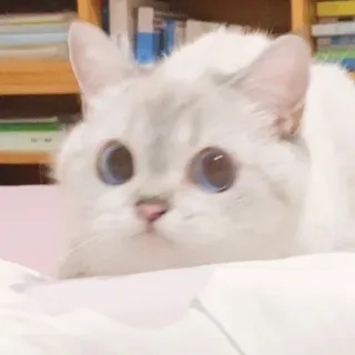 💈 Katze, weiß, süß, Augen, Tier telegram sticker