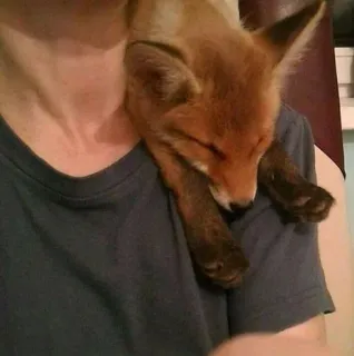 🦊 fox, animal, wildlife, pet, cute, domesticated telegram sticker