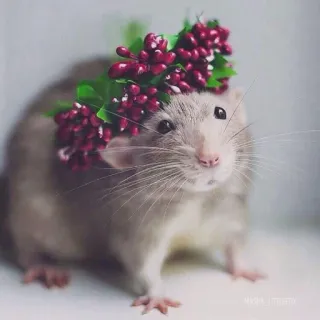 🐭 chuột, động vật, dễ thương, vòng hoa, thú cưng, gặm nhấm telegram sticker