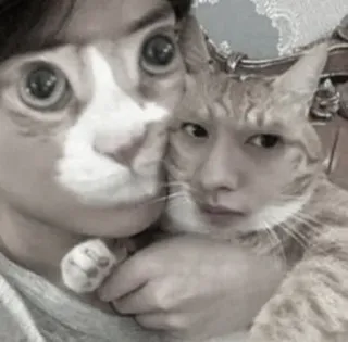 😼 cat, human face swap, funny, animal, pet telegram sticker