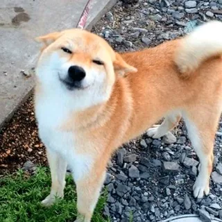 😌 dog, Shiba Inu, pet, animal, cute, meme, funny telegram sticker