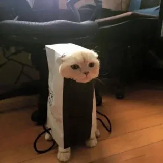 🍥 gato, animal, animal de estimação, saco de papel, engraçado telegram sticker