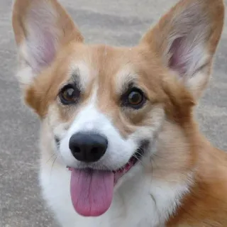 😛 dog, corgi, animal, pet, cute, domestic animal, smiling telegram sticker