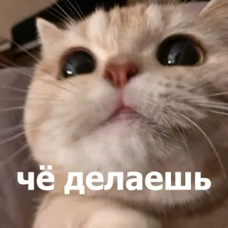 😊 чё делаешь แมว, น่ารัก, รัสเซีย, สัตว์, สัตว์เลี้ยง telegram sticker