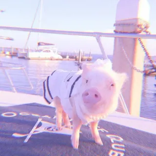 🐽 pig, animal, cute, pet, boat telegram sticker