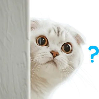 🤨 ? gato, pergunta, animal, animal de estimação, fofo, engraçado telegram sticker