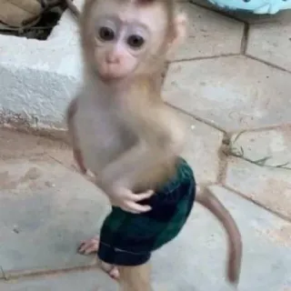 🩳 singe, animal, bébé singe, mignon, vêtements, primate telegram sticker